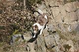 BORDER COLLIE 836